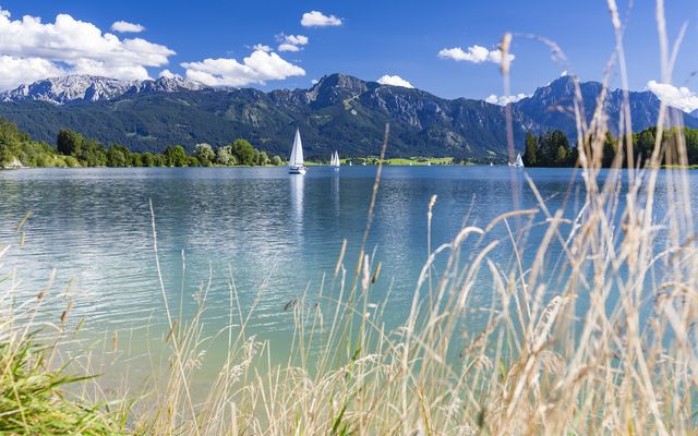 Segelboote auf dem Forggensee im Allgäu, Im Hintergrund sieht man die Allgäuer Alpen